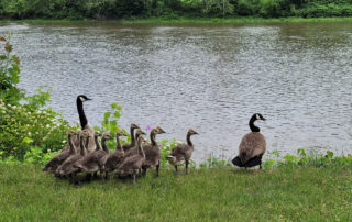 Geese at the Allegheny River Trail