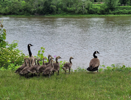 Geese at the Allegheny River Trail